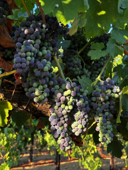 bunches of grapes on vine bunches of grapes on vine
