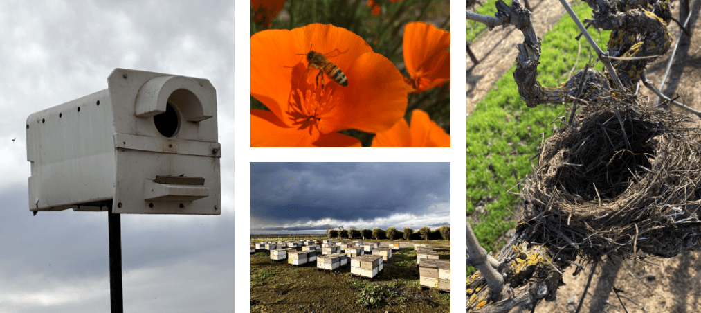 farming practice images3 Birds nest, bee in flower