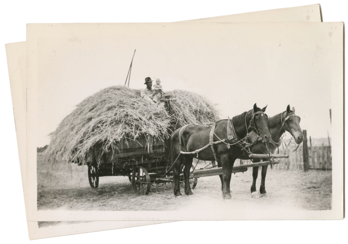 horses carrying hay on wagon
